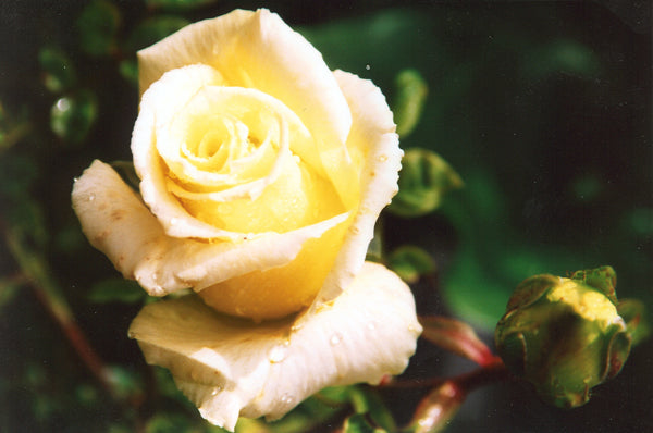 Rosa ‘Helmut Schmidt’ (Shrub Rose)