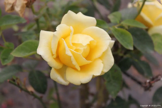 Rosa ‘Helmut Schmidt’ (Shrub Rose)