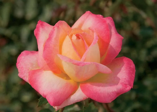 Rosa 'Peace' (Peace Hybrid Tea Rose)