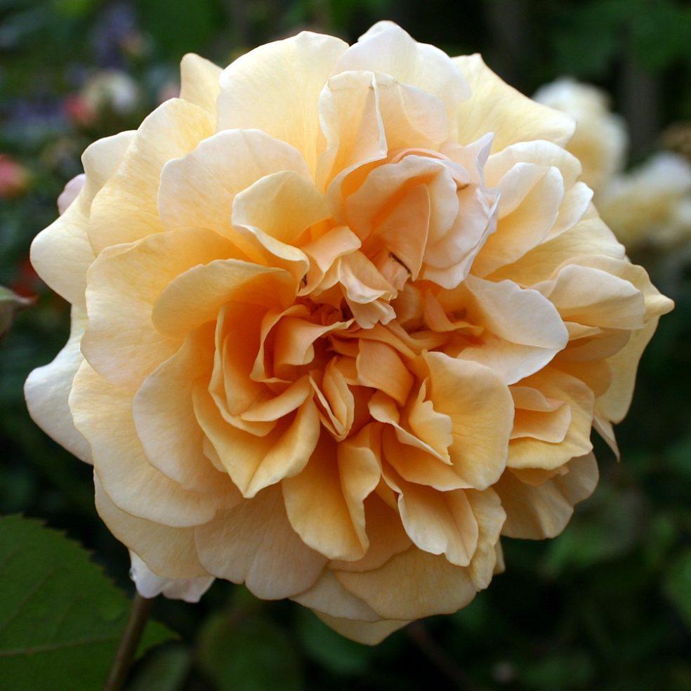 Rosa ‘Buff Beauty’ (Weeping Rose) Standards