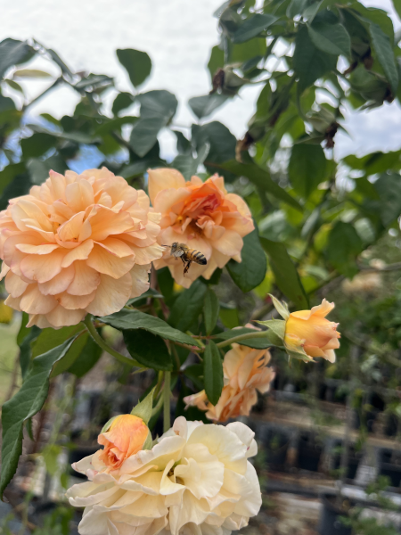 Rosa ‘Buff Beauty’ (Weeping Rose) Standards