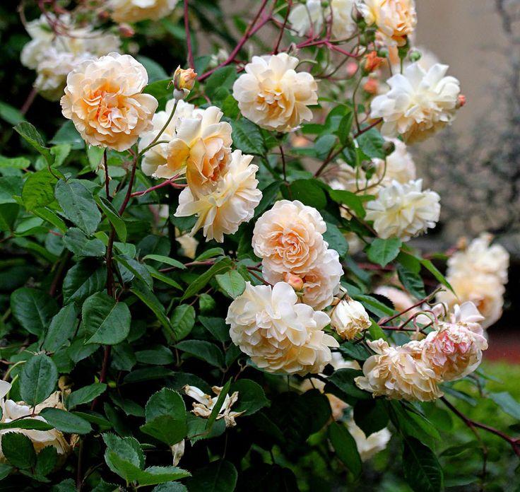 Rosa ‘Buff Beauty’ (Weeping Rose) Standards