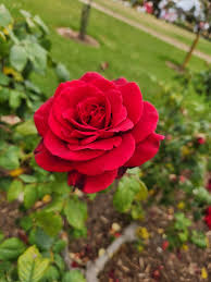 Rosa ‘Camp David’ (Hybrid Tea Rose)