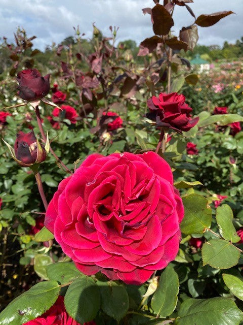 Rosa ‘Camp David’ (Hybrid Tea Rose)