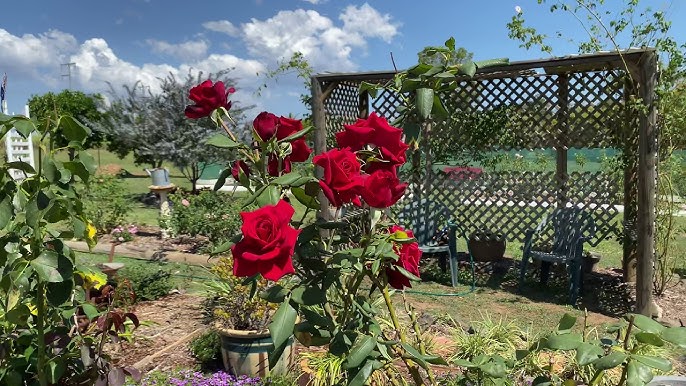 Rosa ‘Camp David’ (Hybrid Tea Rose)