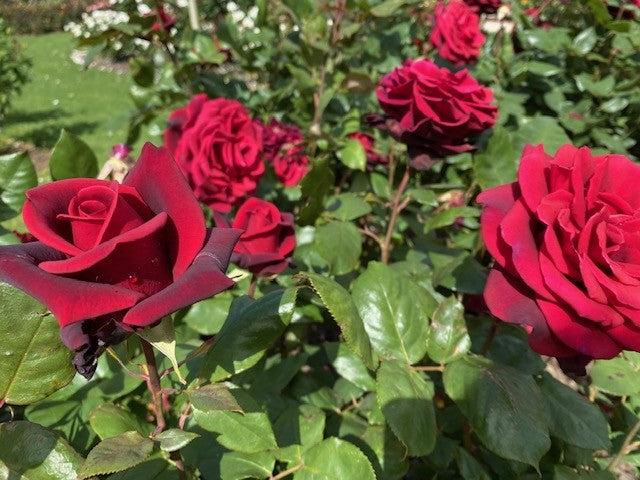 Rosa ‘Camp David’ (Hybrid Tea Rose)