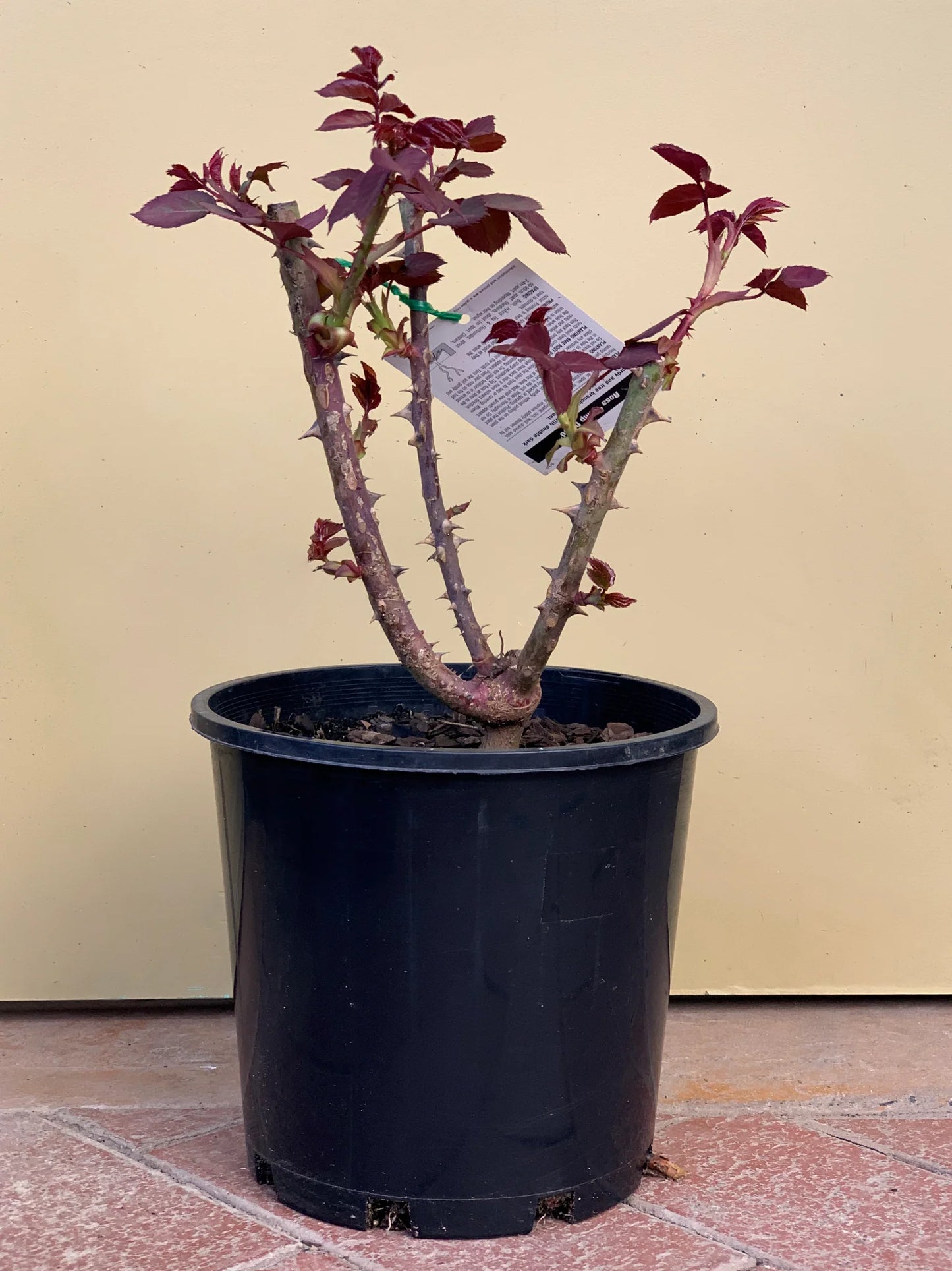 Rosa ‘Camp David’ (Hybrid Tea Rose)