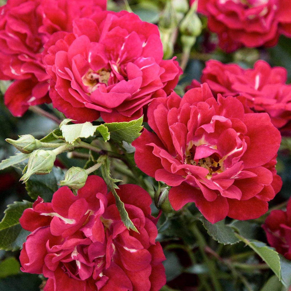 Rosa DRIFT® Red (Red Drift Rose)