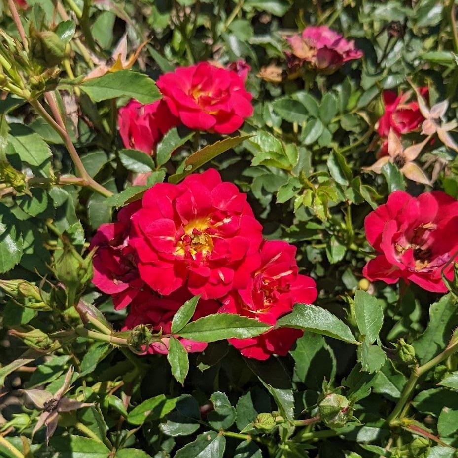 Rosa DRIFT® Red (Red Drift Rose)