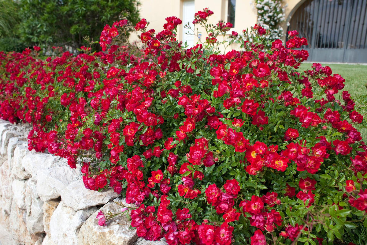 Rosa DRIFT® Red (Red Drift Rose)