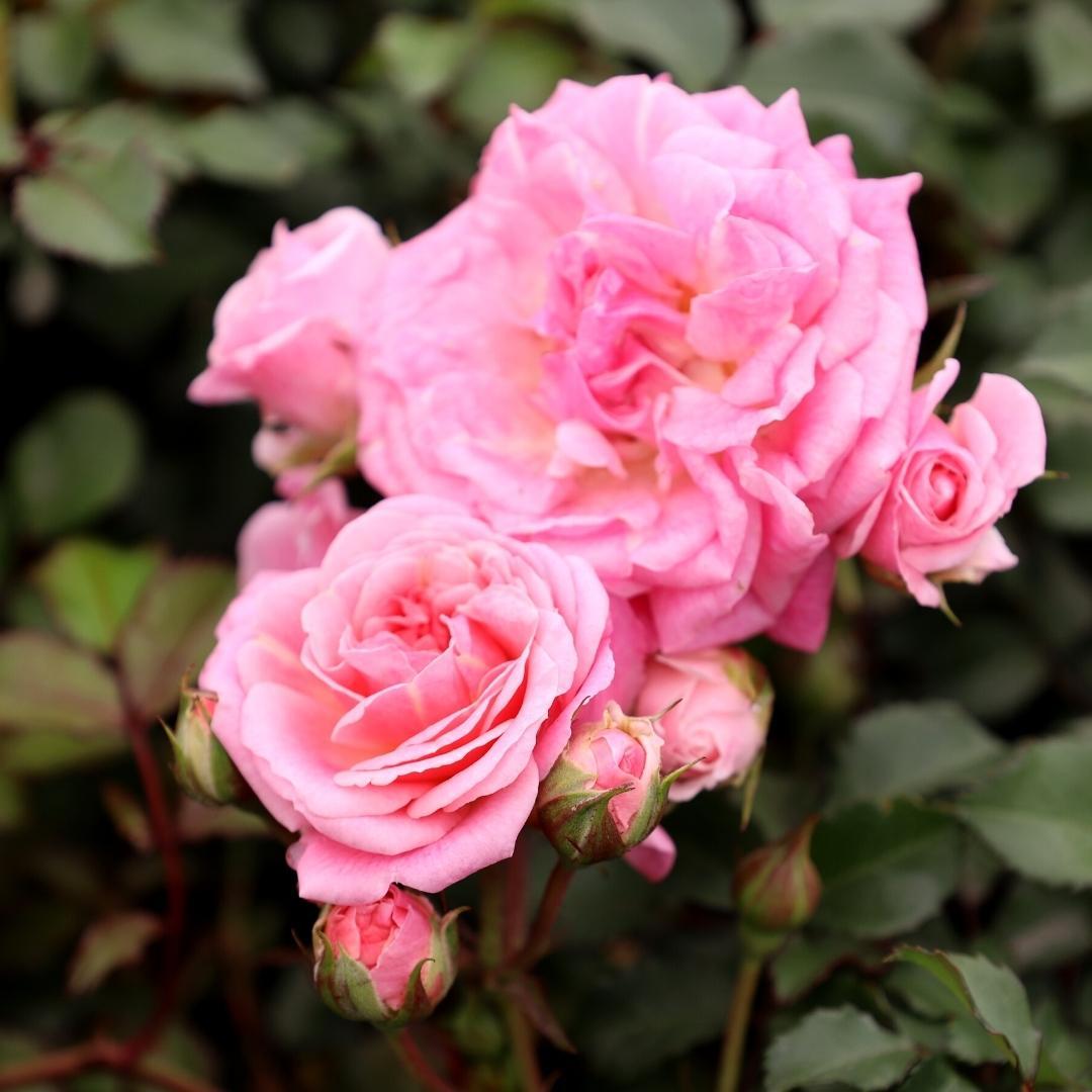 Rosa DRIFT® Sweet Rose (Sweet Drift Groundcover Rose)