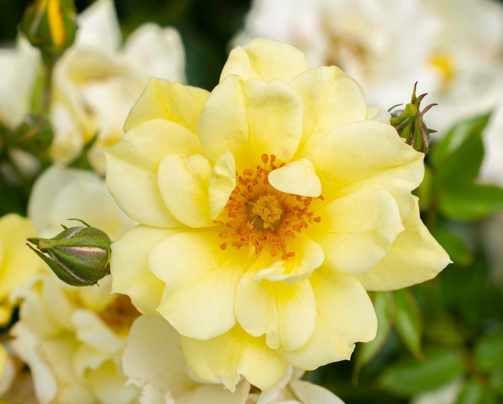 Rosa DRIFT® Yellow (Yellow Drift Groundcover Rose)