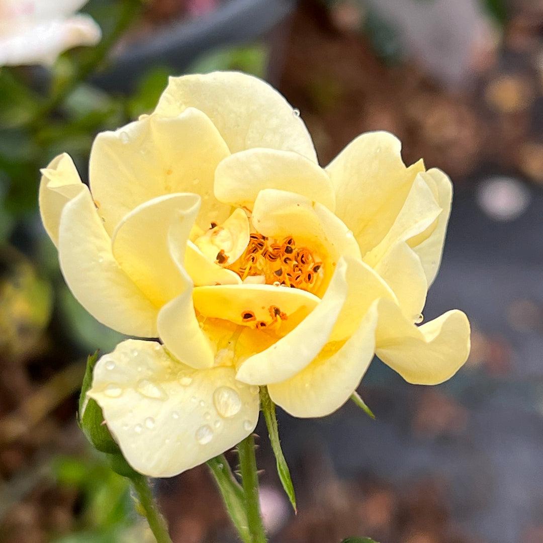 Rosa DRIFT® Yellow (Yellow Drift Groundcover Rose)