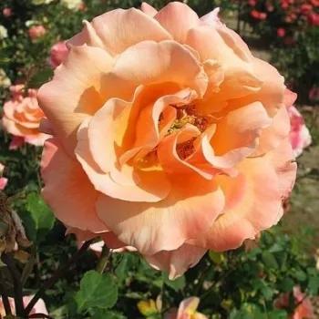 Rosa 'Lolita' (Lolita Hybrid Tea Rose)
