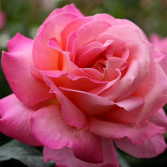 Rosa 'My Hero' (Hybrid Tea Rose)