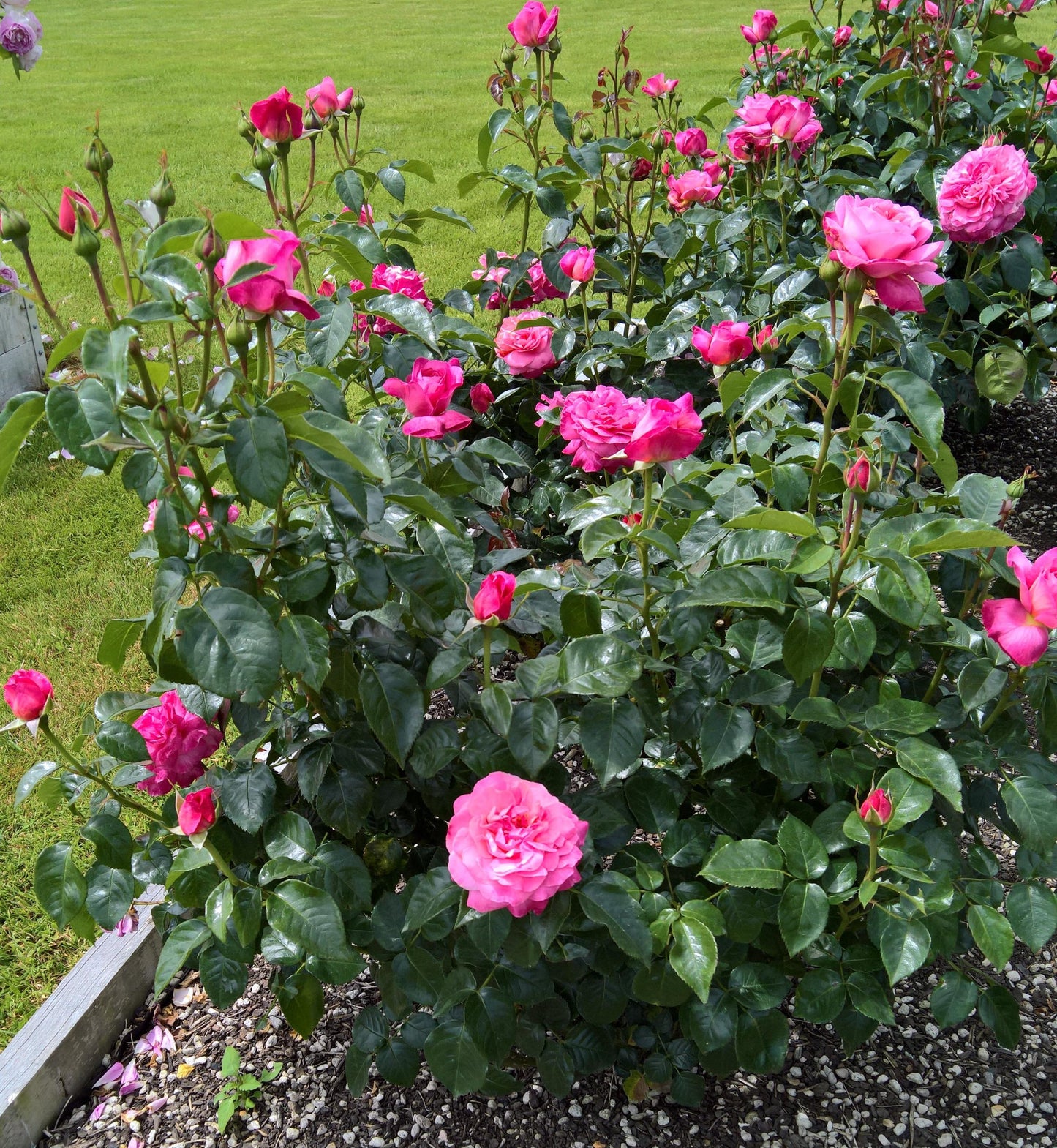 Rosa 'My Hero' (Hybrid Tea Rose)