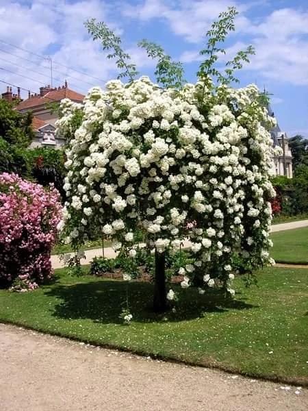 Rosa ‘Lamarque’ (Lamarque Weeping Rose) Standards