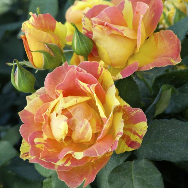 Rosa ‘Paul Cezanne’ (Delbard Rose Collection)