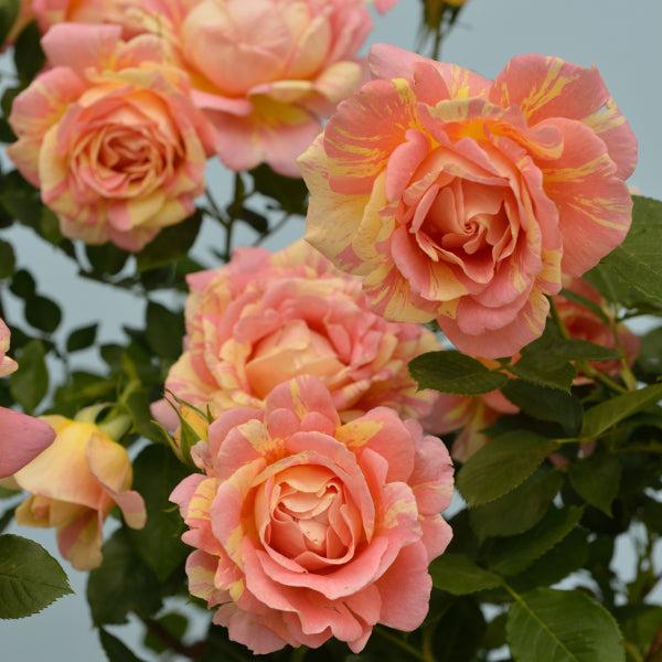 Rosa ‘Paul Cezanne’ (Delbard Rose Collection)