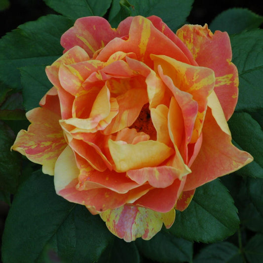 Rosa ‘Paul Cezanne’ (Delbard Rose Collection)
