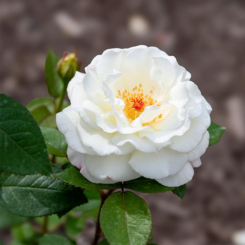 Rosa 'Sugar Moon' (Hybrid Tea Rose)