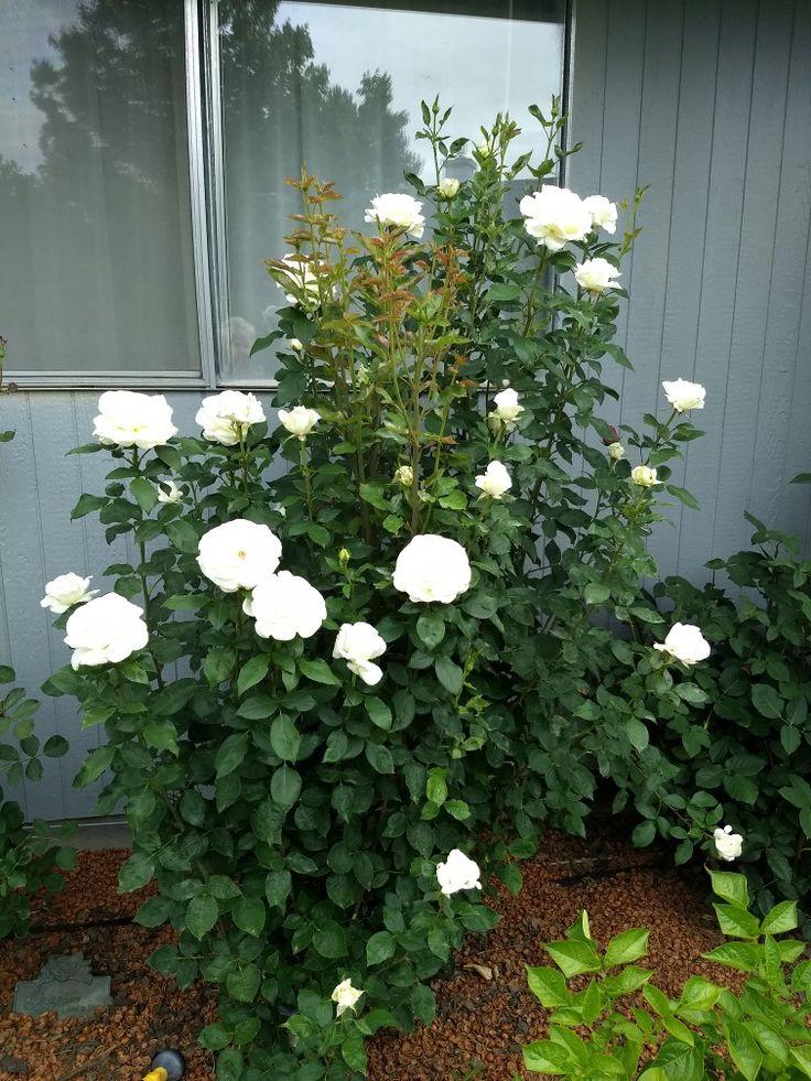 Rosa 'Sugar Moon' (Hybrid Tea Rose)