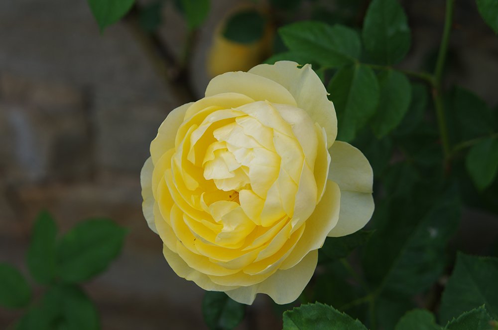 Rosa ‘Graham Thomas’ (Graham Thomas English Shrub Rose)