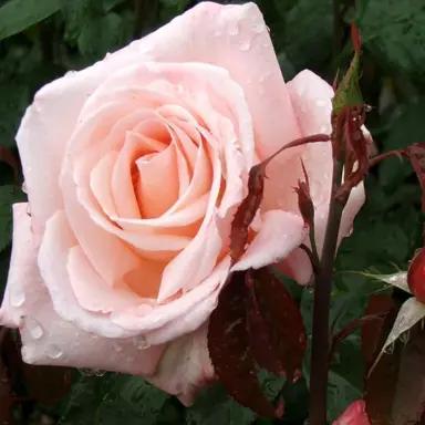 Rosa 'Aotearoa' (Hybrid Tea Rose)