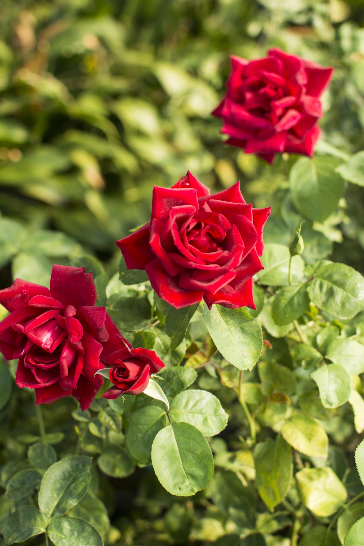 Rosa ‘Avon’ (Hybrid Tea Rose)