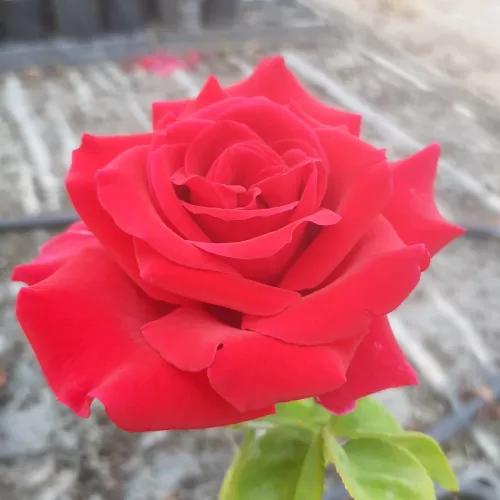 Rosa ‘Avon’ (Hybrid Tea Rose)