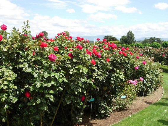 Rosa ‘Avon’ (Hybrid Tea Rose)