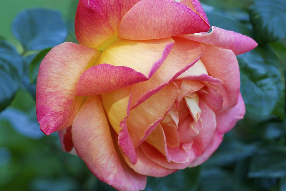 Rosa ‘Avon’ (Hybrid Tea Rose)