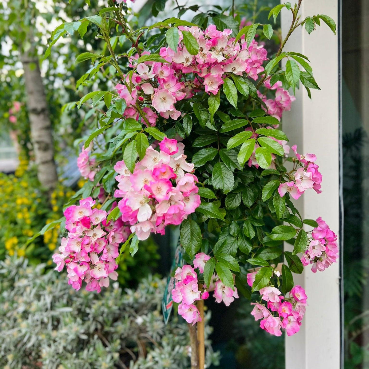 Rosa ‘Ballerina’ (Ballerina Weeping Standard Rose)