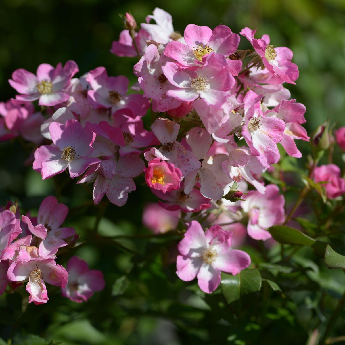 Rosa ‘Ballerina’ (Ballerina Weeping Standard Rose)