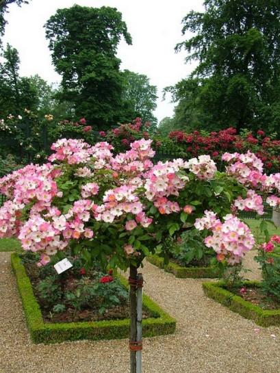 Rosa ‘Ballerina’ (Ballerina Weeping Standard Rose)