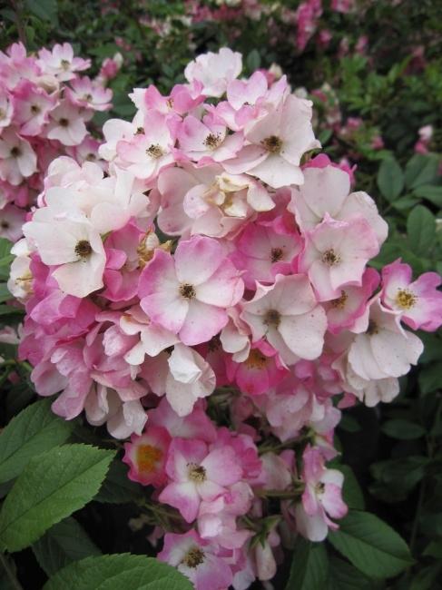 Rosa ‘Ballerina’ (Ballerina Weeping Standard Rose)