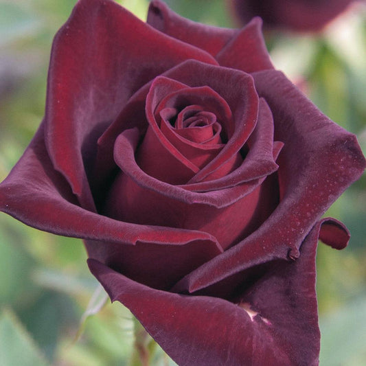 Rosa ‘Black Beauty’ (Hybrid Tea Rose)
