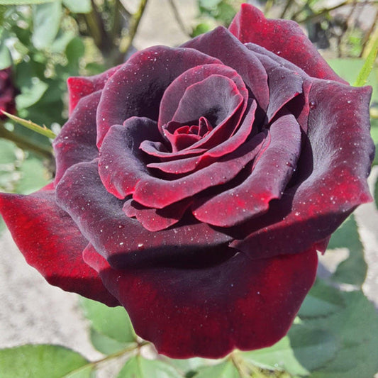 Rosa ‘Black Velvet’ (Hybrid Tea Rose)
