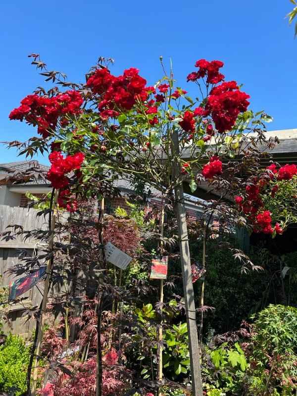 Rosa ‘Bloomfield Courage’ (Bloomfield Courage Weeping Rose) Standards