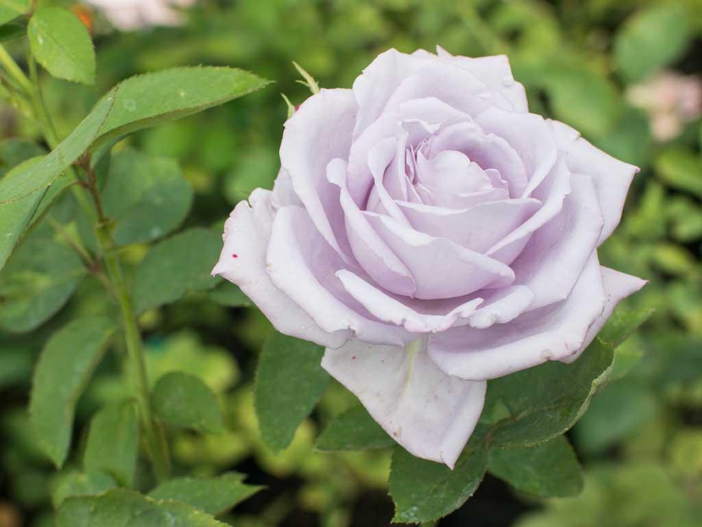 Rosa ‘Blue Moon’ (Hybrid Tea Rose)