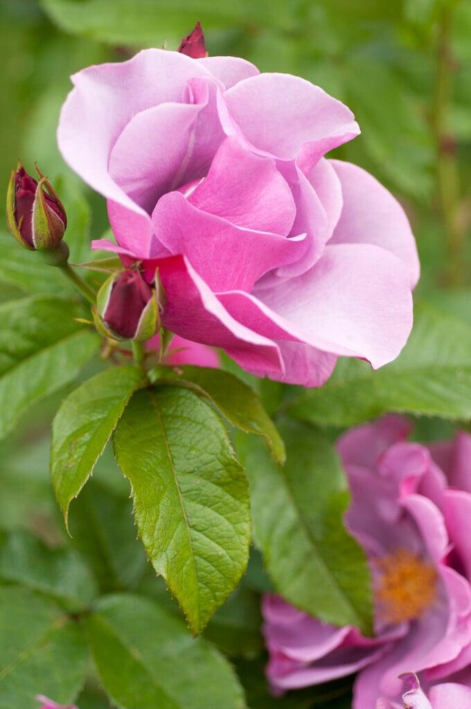 Rosa ‘Blueberry Hill’ (Blueberry Hill Rose)