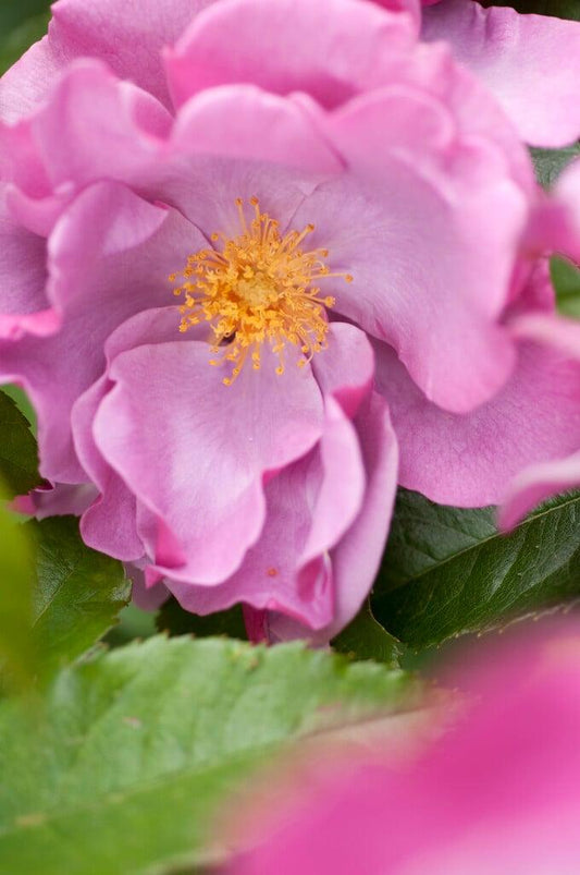 Rosa ‘Blueberry Hill’ (Blueberry Hill Rose)