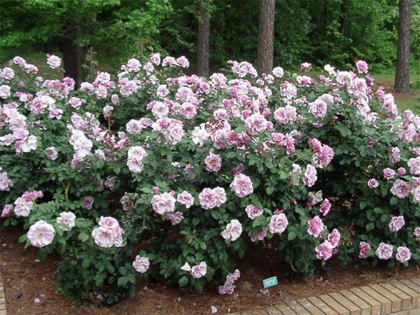 Rosa ‘Blueberry Hill’ (Blueberry Hill Rose)