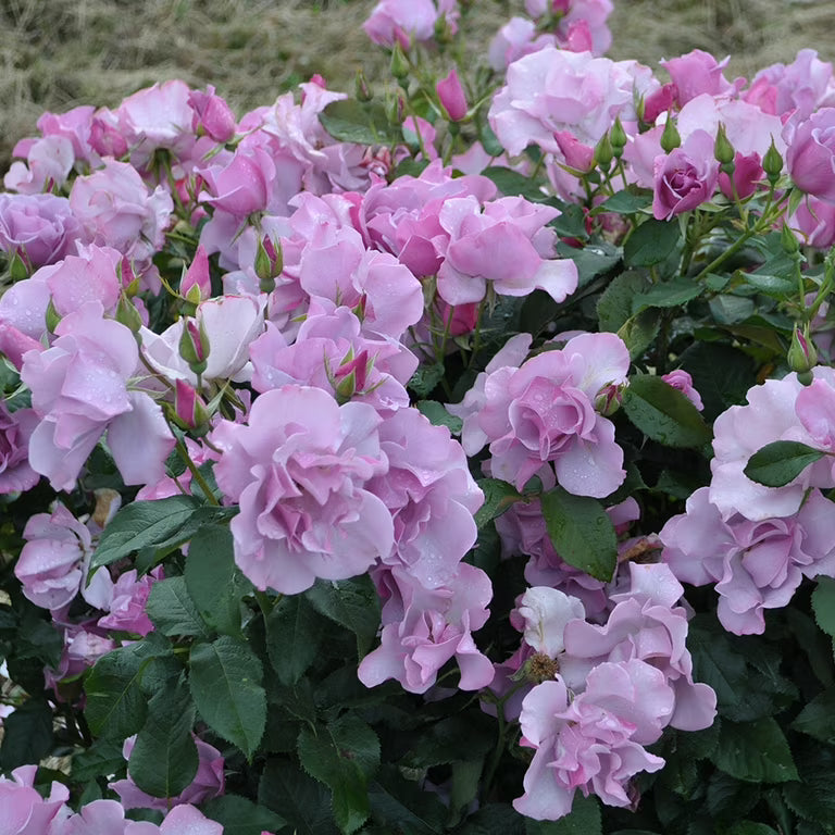 Rosa ‘Blueberry Hill’ (Blueberry Hill Rose)