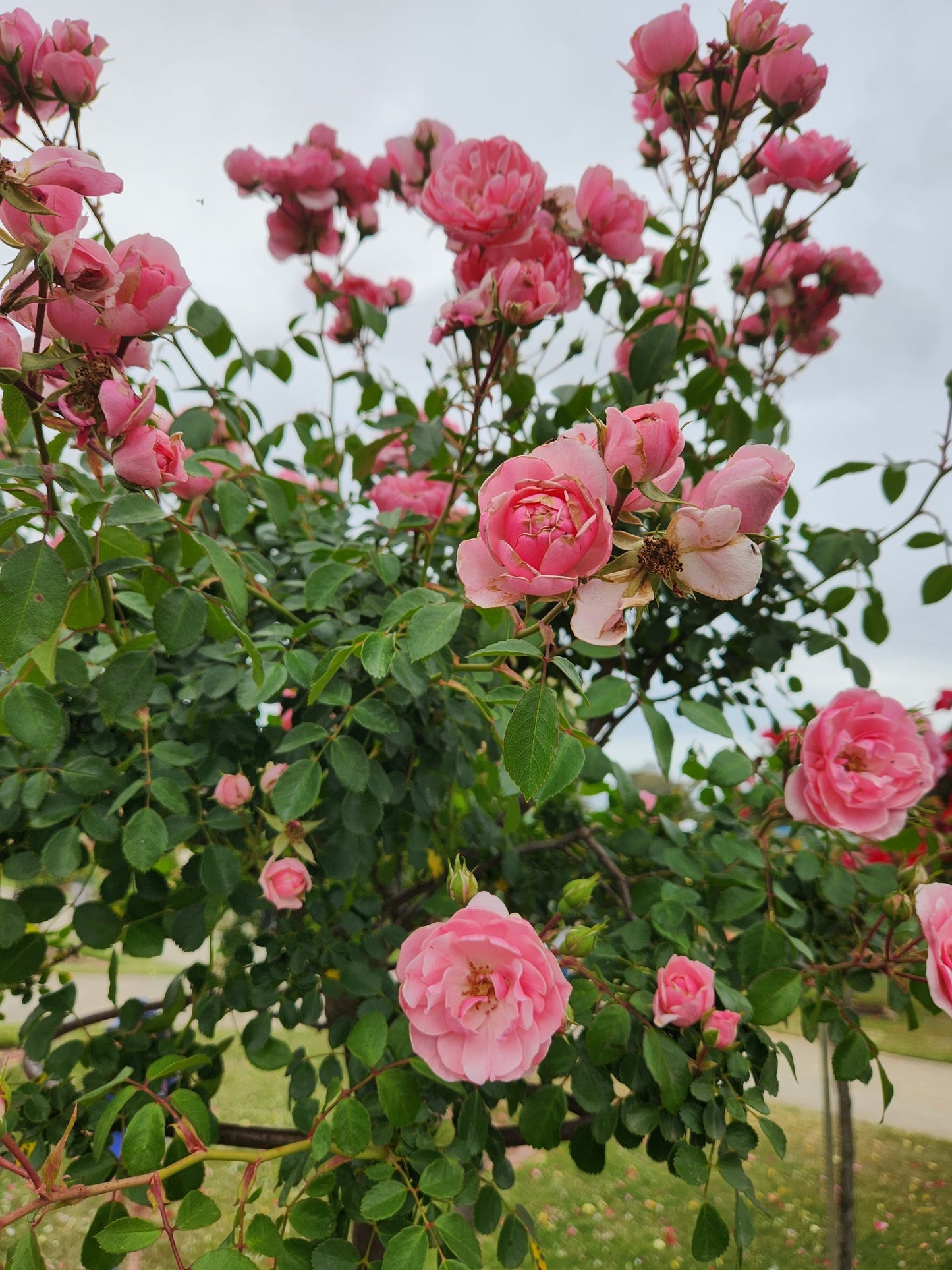 Rosa 'Bonica' (Bonica Rose)