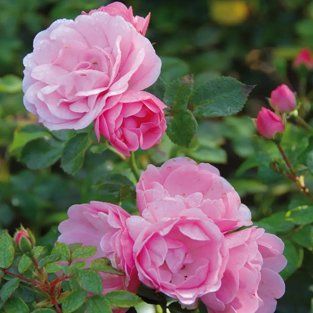 Rosa 'Bonica' (Bonica Rose)