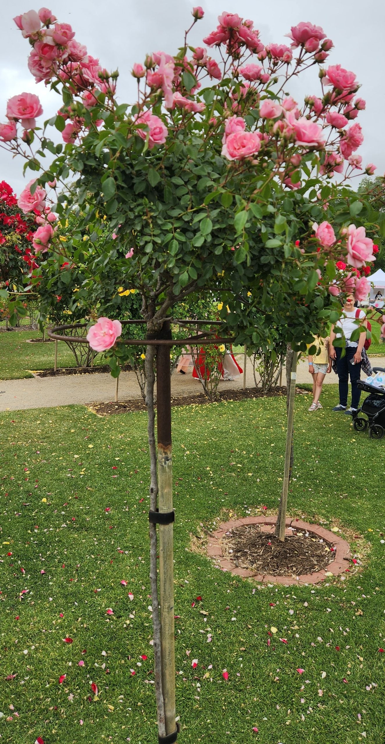 Rosa 'Bonica' (Bonica Rose)
