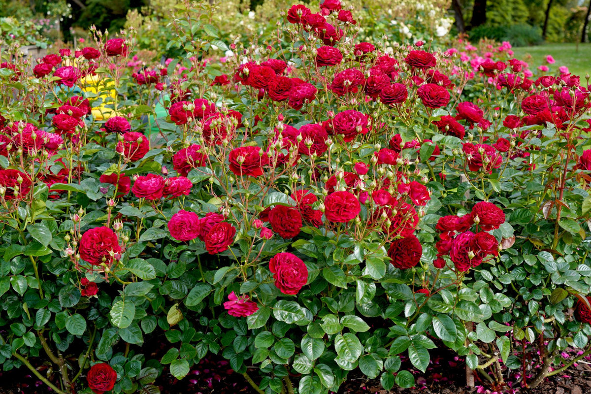 Rosa ‘Bordeaux’ (Bordeaux Floribunda Rose)