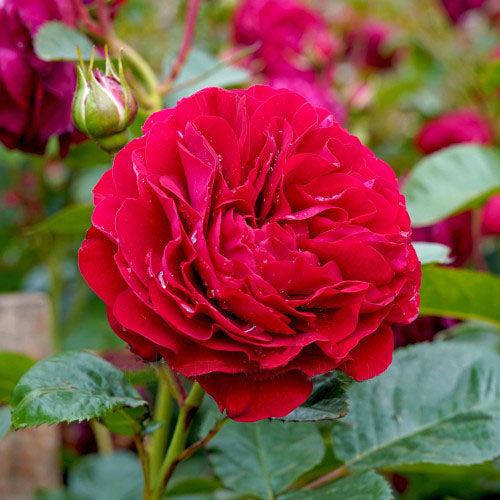 Rosa ‘Bordeaux’ (Bordeaux Floribunda Rose)