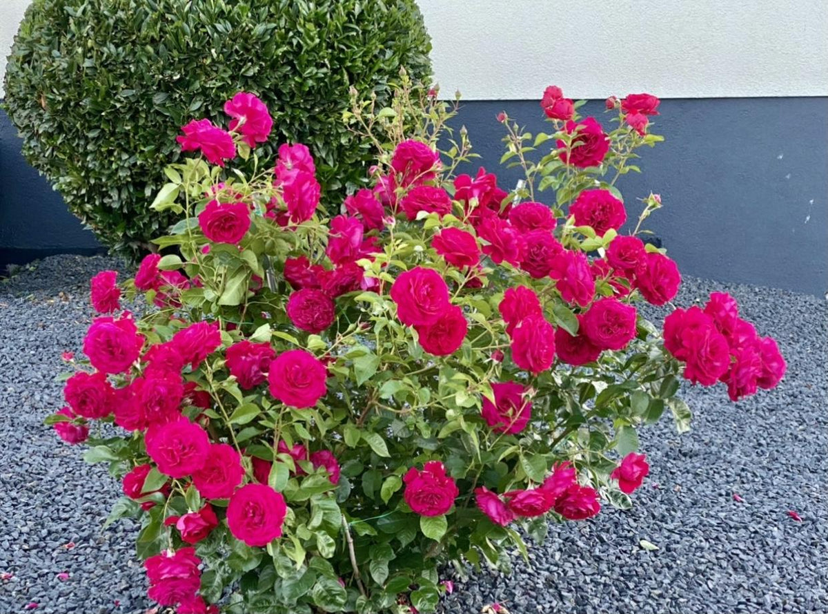 Rosa ‘Bordeaux’ (Bordeaux Floribunda Rose)